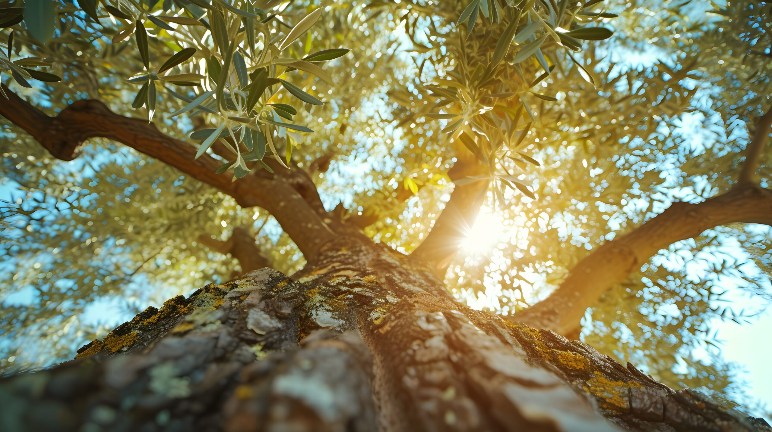 beautiful tree canopy perspective with nature landscape scaled