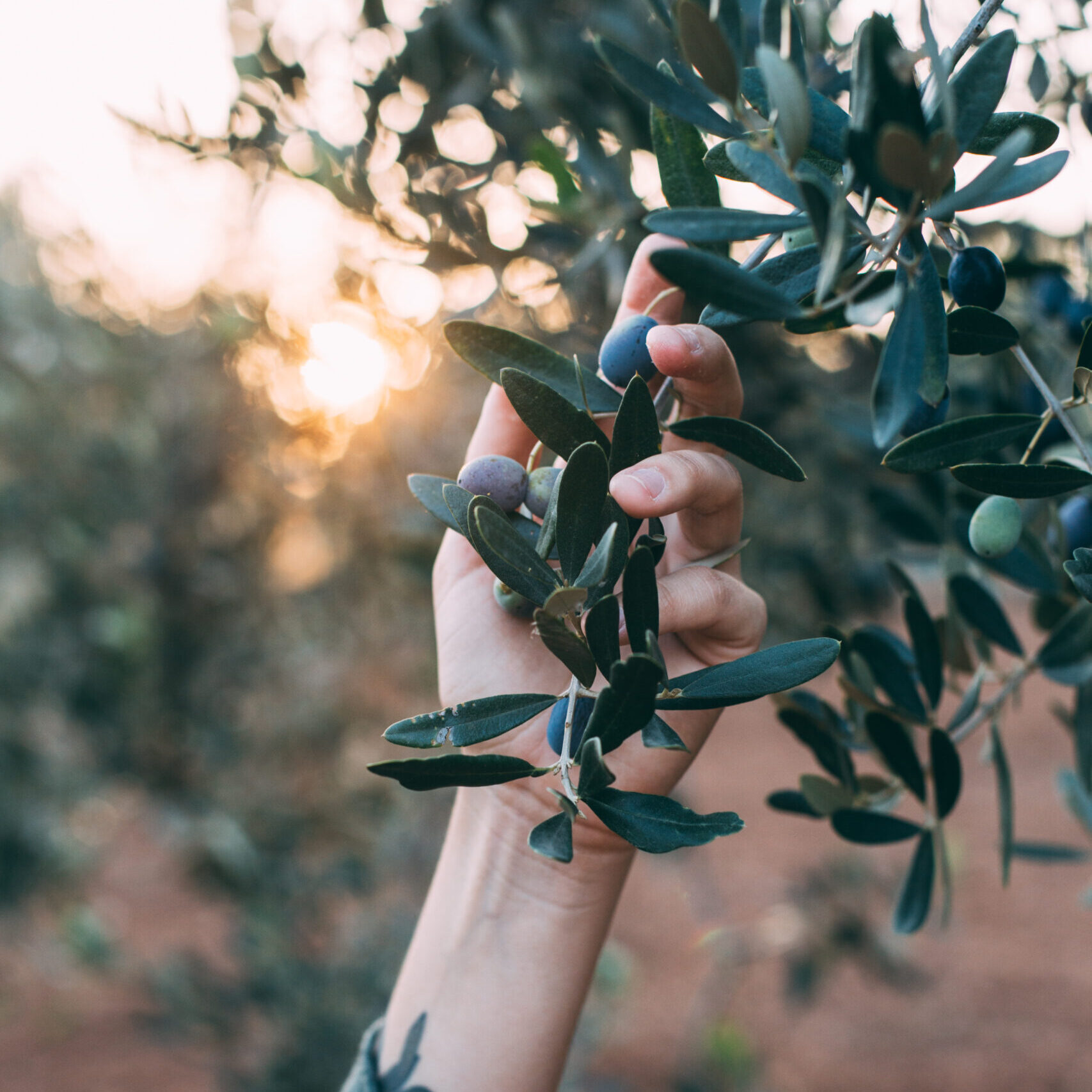 Portrait of charming lady in summer resort outfit posing next to olive tree on white background
